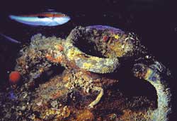 Secca Molara